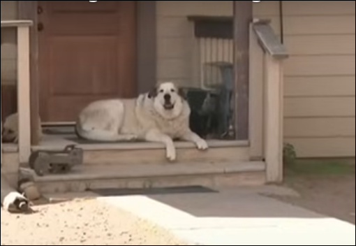 Ranch dog save toddler