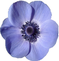 GIMP Plugin Resynthesizer